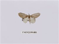 藏品(中灰舟蛾)的圖片